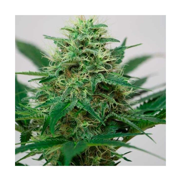 Somango XL Feminizada de Royal Queen