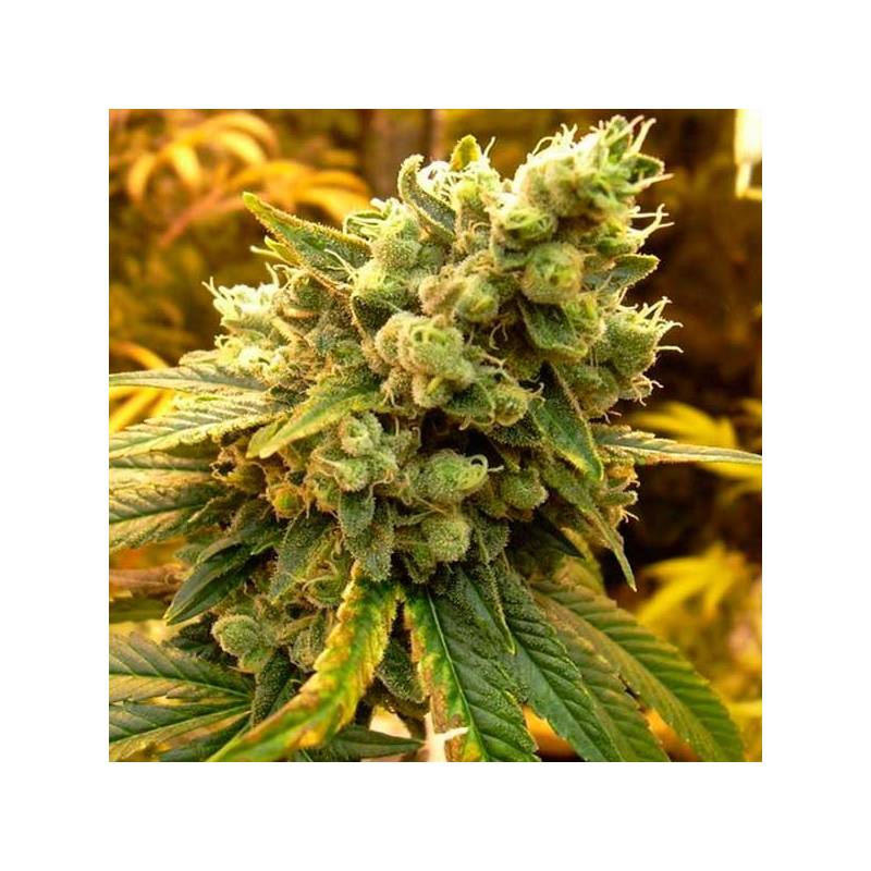 Sour Diesel Feminizada de Royal Queen Sour Diesel Feminizada de Royal Queen