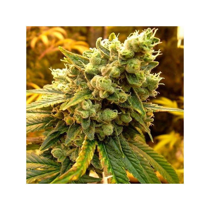 Sour Diesel Feminizada de Royal Queen