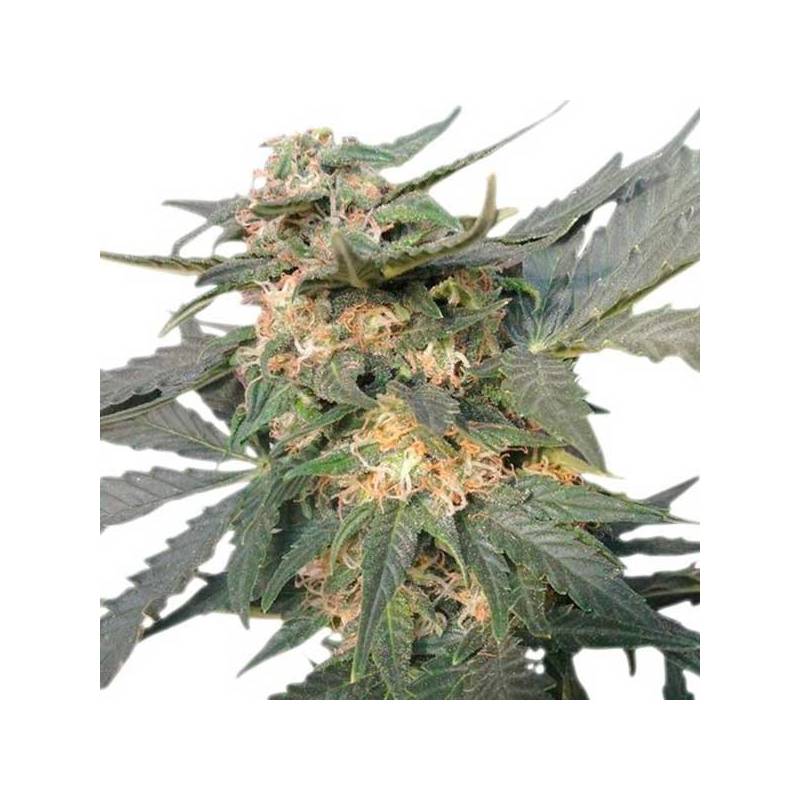 Royal Haze Autofloreciente Feminizada de Royal Queen