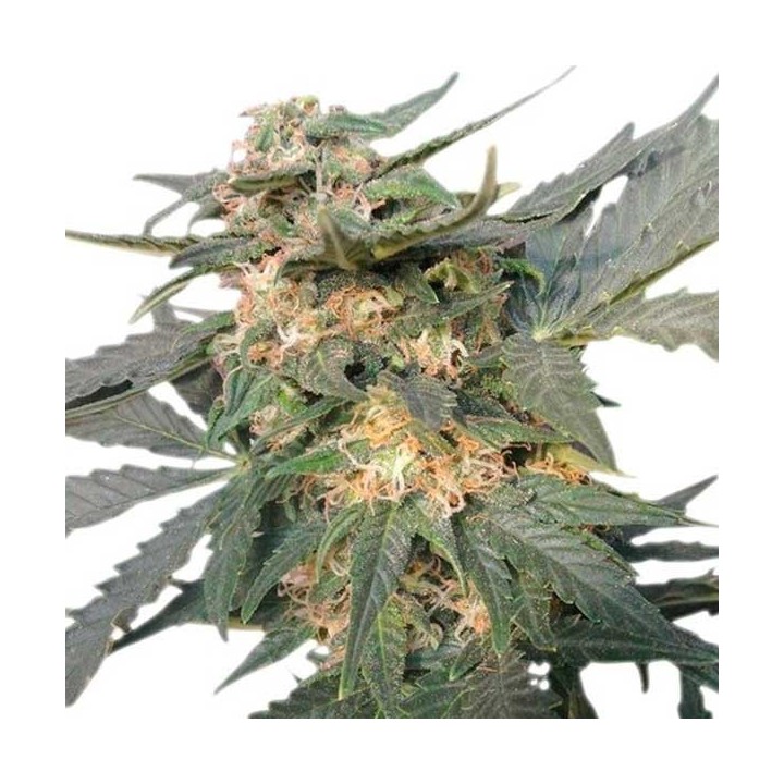 Royal Haze Autofloreciente Feminizada de Royal Queen