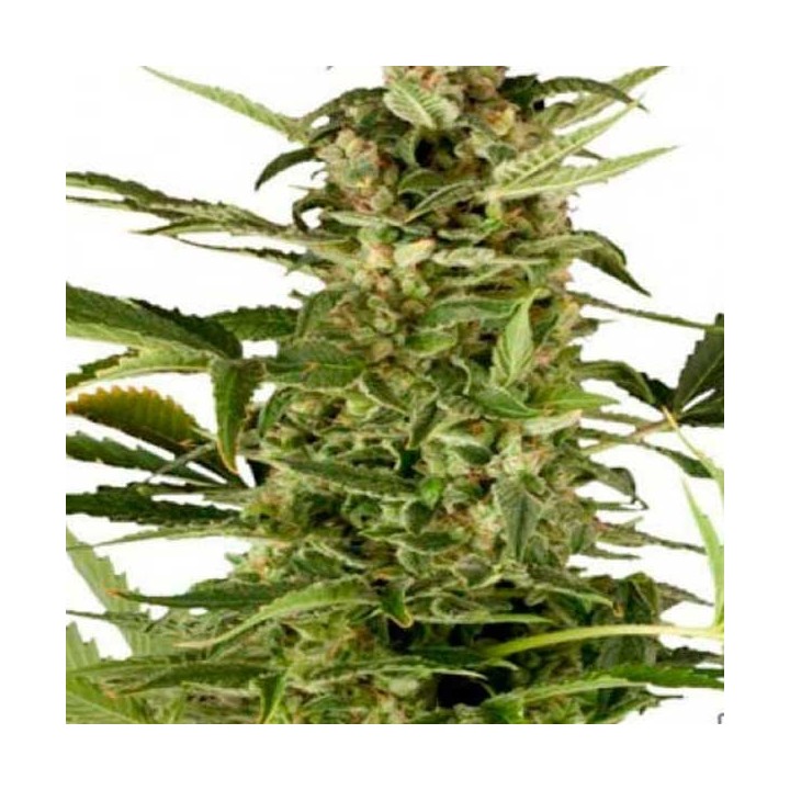 Royal Highness Feminizada de Royal Queen