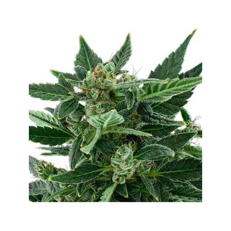 Royal Kush Autofloreciente Feminizada de Royal Queen