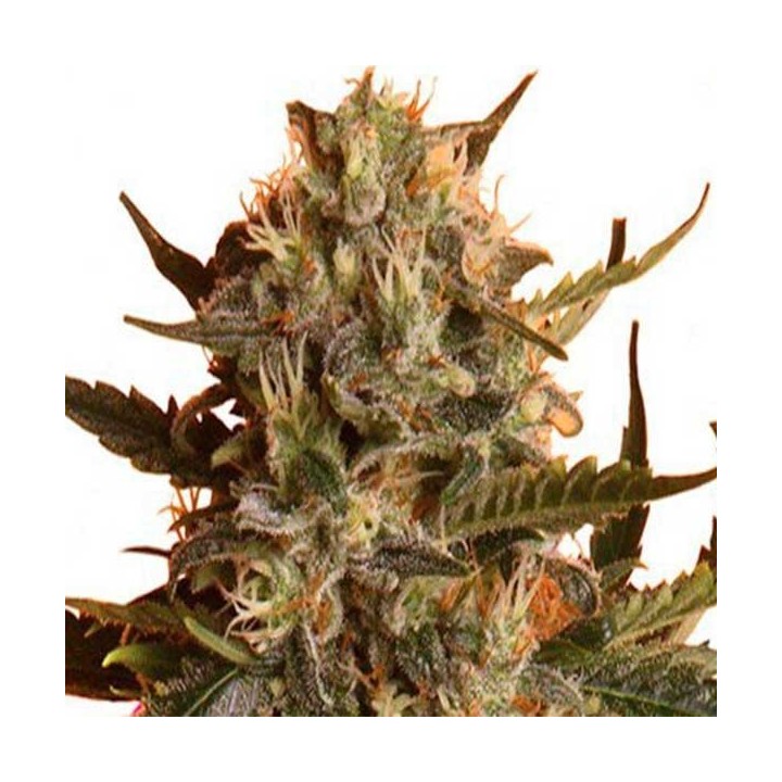 Royal Madre Feminizada de Royal Queen