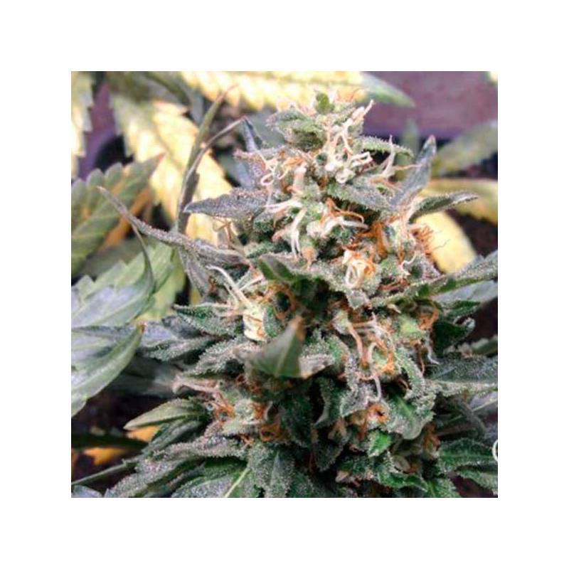 Royal Medic Feminizada de Royal Queen