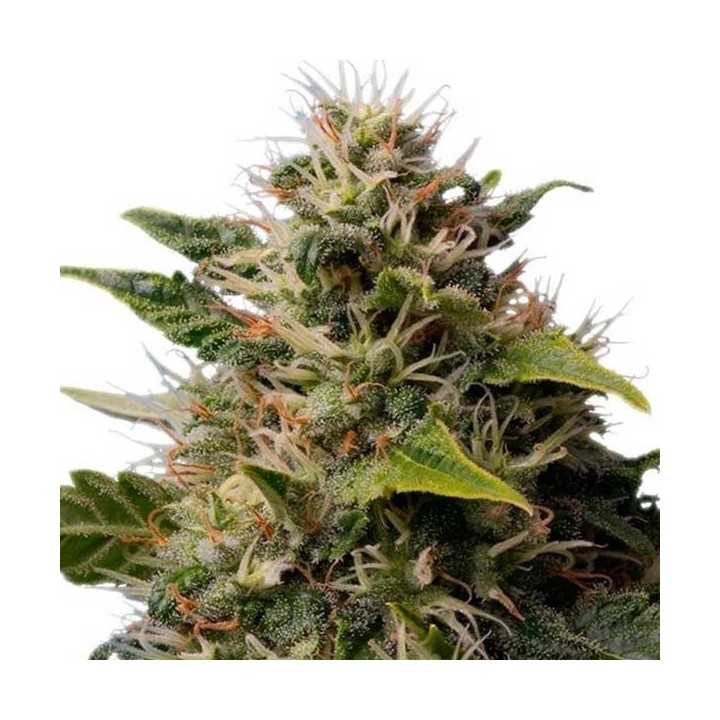 Royal Moby Feminizada de Royal Queen