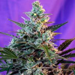 Sweet Skunk Autofloreciente Feminizada de Royal Queen