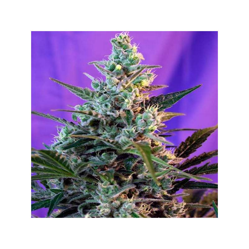 Sweet Skunk Autofloreciente Feminizada de Royal Queen