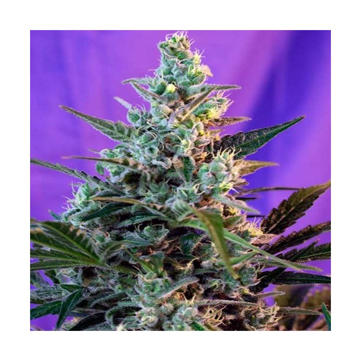 Sweet Skunk Autofloreciente Feminizada de Royal Queen
