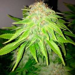 White Widow Feminizada de Royal Queen