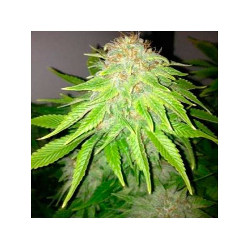 White Widow Feminizada de Royal Queen