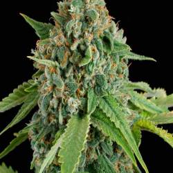 White Widow Autofloreciente Feminizada de Royal Queen