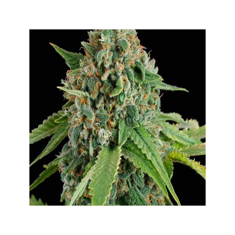 White Widow Autofloreciente Feminizada de Royal Queen