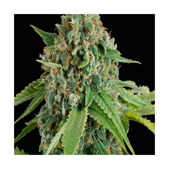 White Widow Autofloreciente Feminizada de Royal Queen
