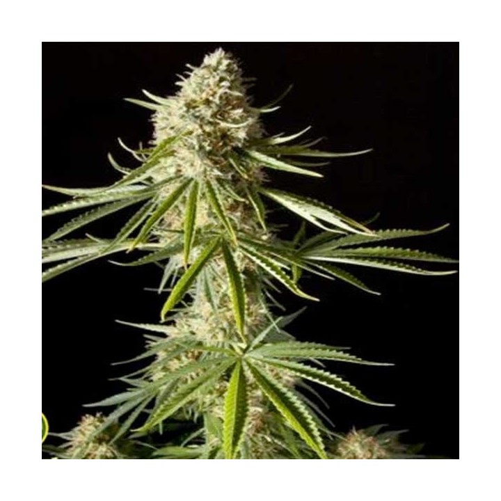Amnesika 2.0 Feminizada de Philosopher Seeds