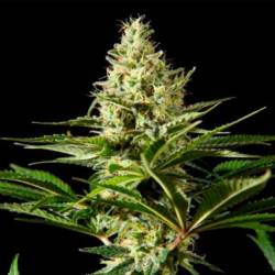 Blackbomb Feminizada de Philosopher Seeds