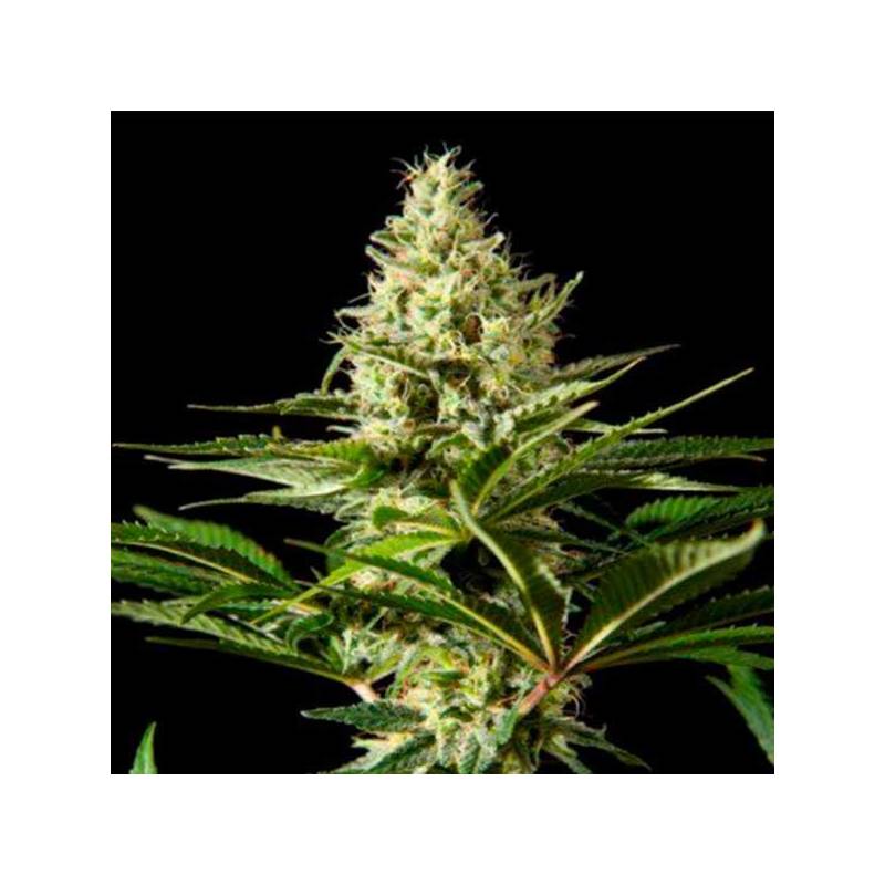 Blackbomb Feminizada de Philosopher Seeds