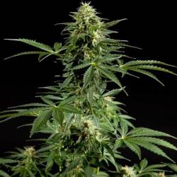 Cheesy Autofloreciente Feminizada de Philosopher Seeds