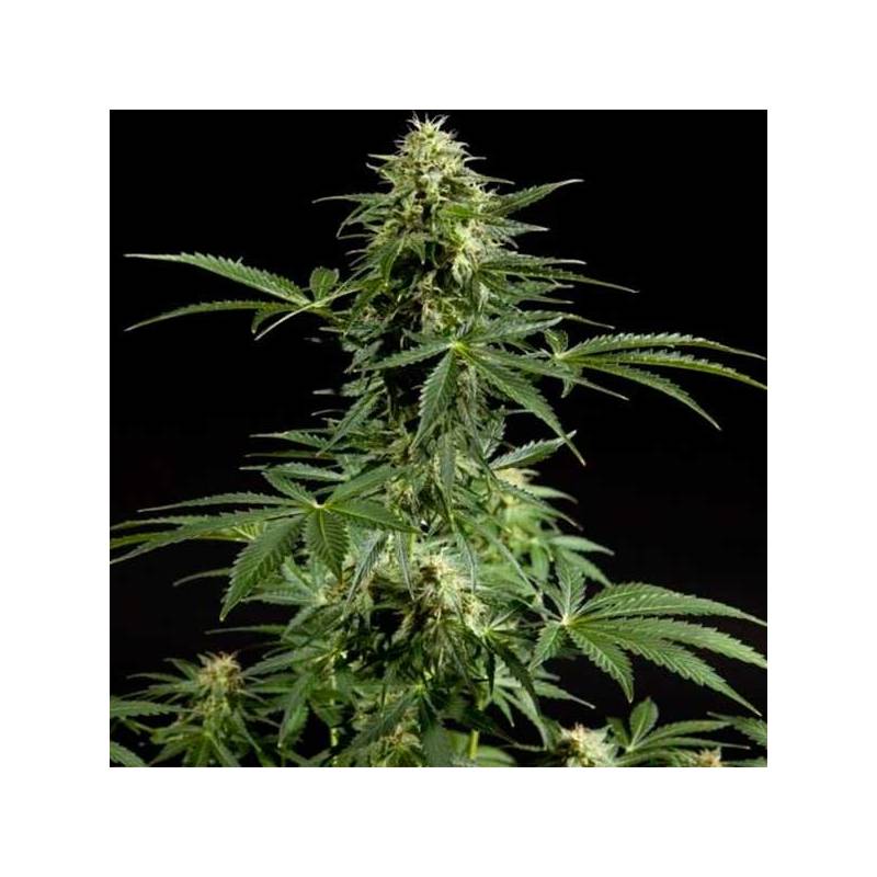 Cheesy Autofloreciente Feminizada de Philosopher Seeds