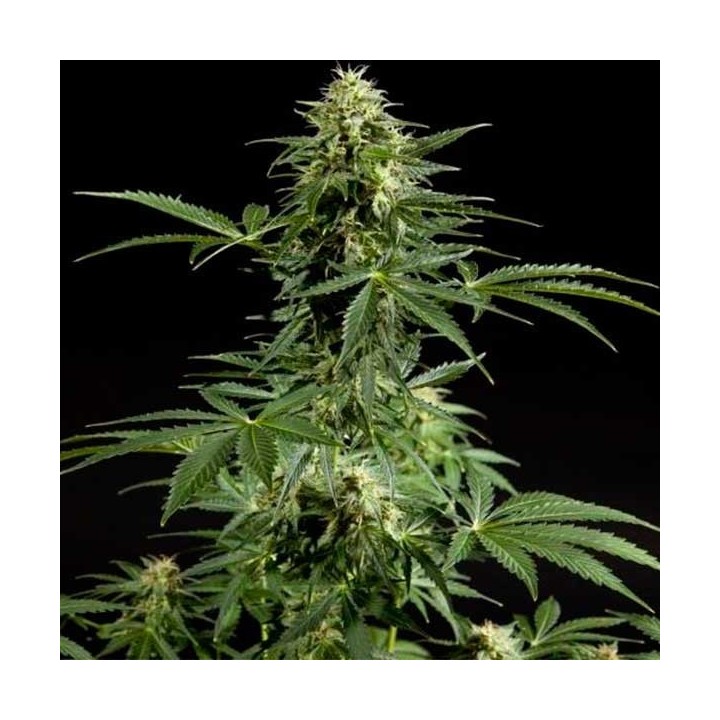 Cheesy Autofloreciente Feminizada de Philosopher Seeds