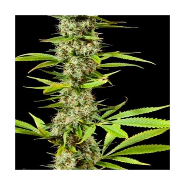 Early Maroc Feminizada de Philosopher Seeds