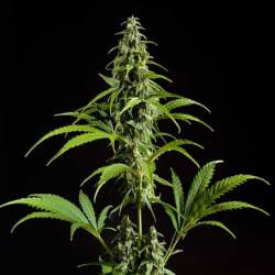 Fraggel Skunk Autofloreciente Feminizada de Philosopher Seeds