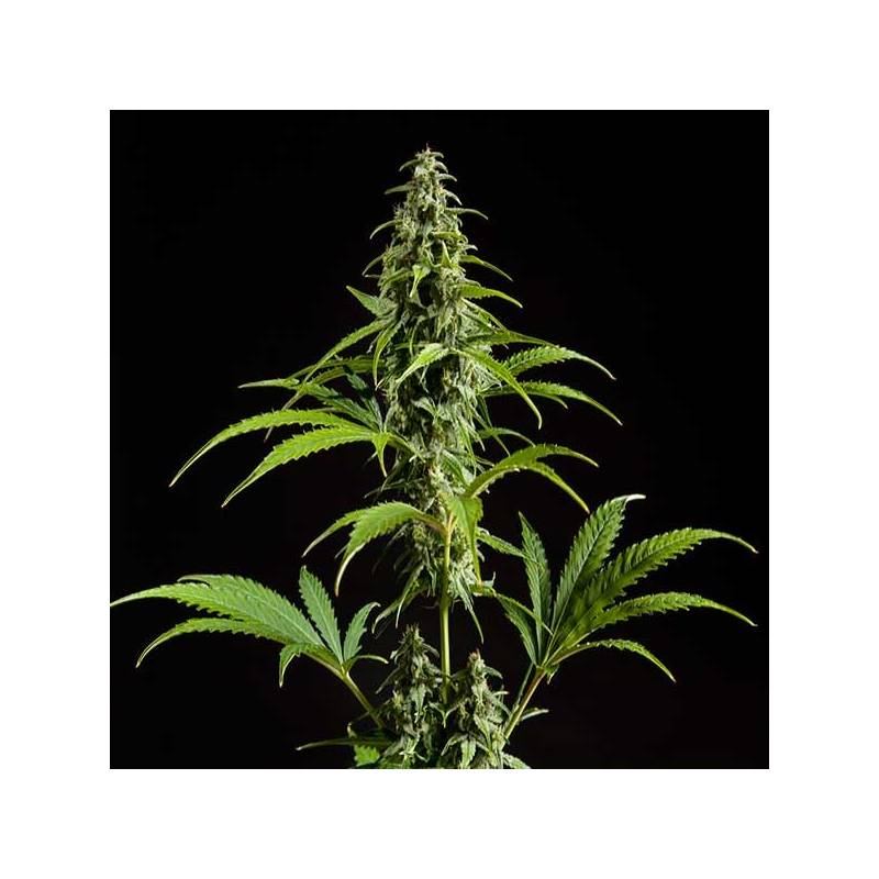 Fraggel Skunk Autofloreciente Feminizada de Philosopher Seeds