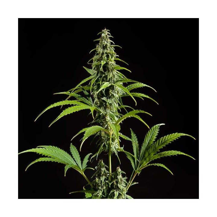 Fraggel Skunk Autofloreciente Feminizada de Philosopher Seeds
