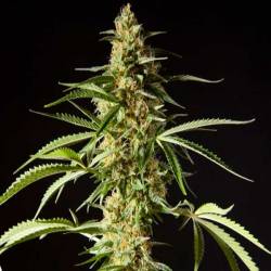 Philo Skunk Feminizada de Philosopher Seeds