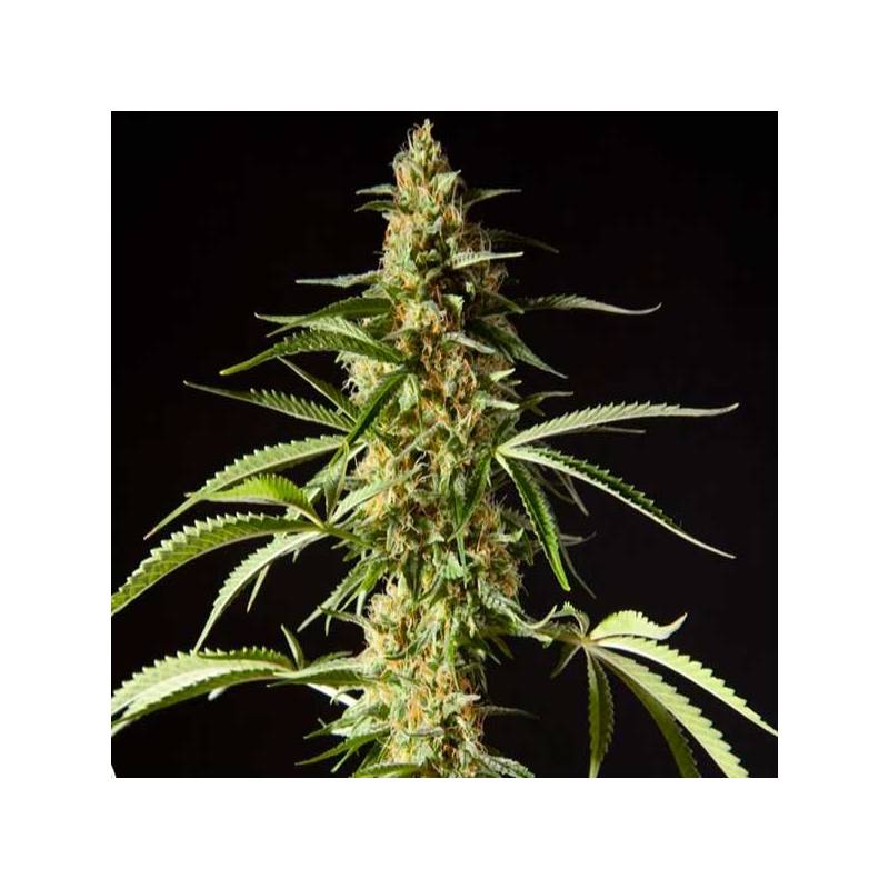 Philo Skunk Feminizada de Philosopher Seeds