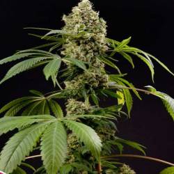 Guava Berry Kush Feminizada de Philosopher Seeds