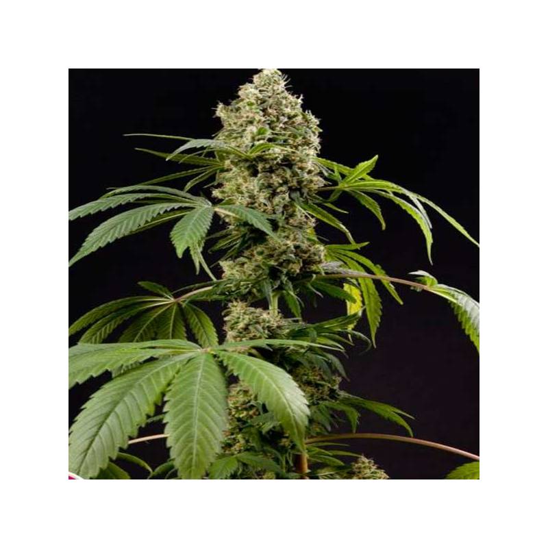 Guava Berry Kush Feminizada de Philosopher Seeds