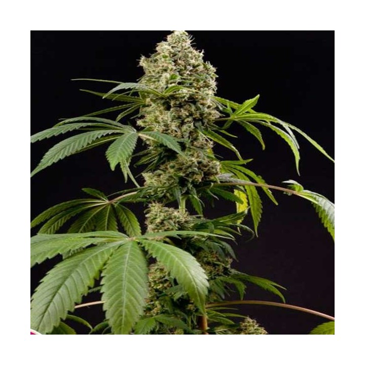 Guava Berry Kush Feminizada de Philosopher Seeds