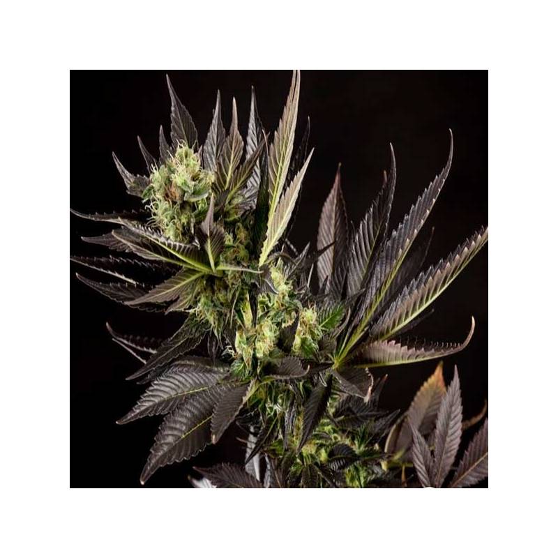 Heaven's Fruit Feminizada de Philosopher Seeds