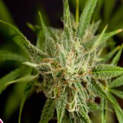 Fruity Jack Feminizada de Philosopher Seeds