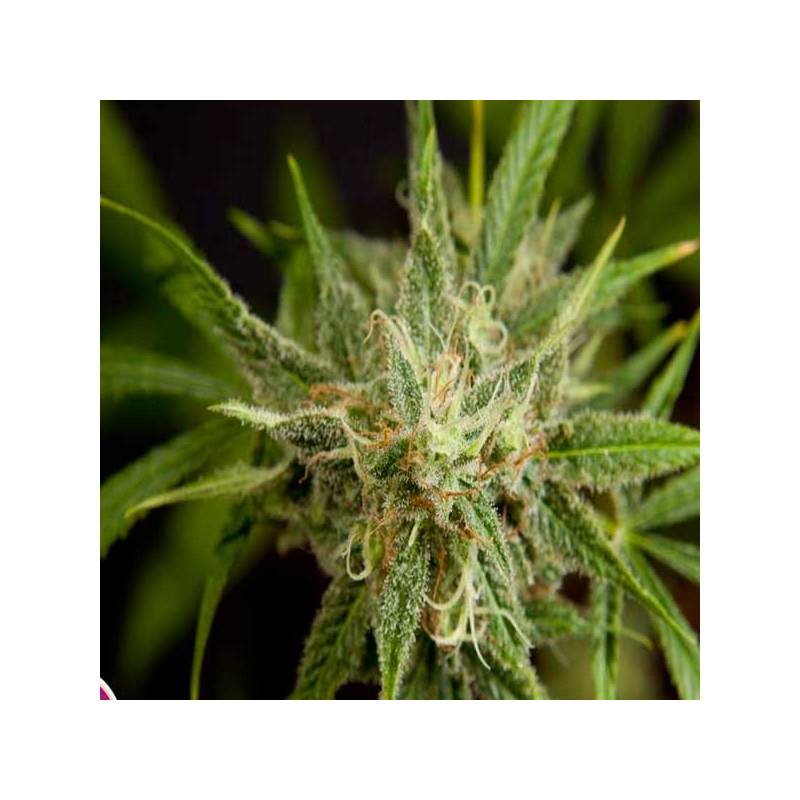 Fruity Jack Feminizada de Philosopher Seeds