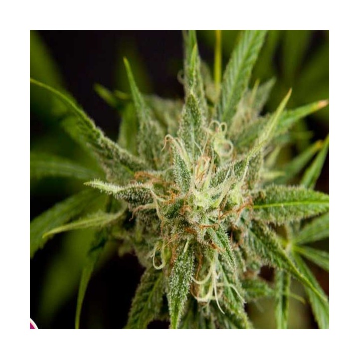 Fruity Jack Feminizada de Philosopher Seeds