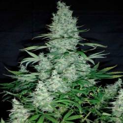 K13 Haze Feminizada de Philosopher Seeds