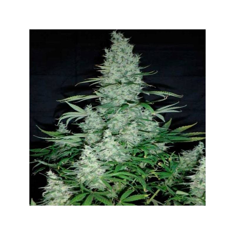 K13 Haze Feminizada de Philosopher Seeds