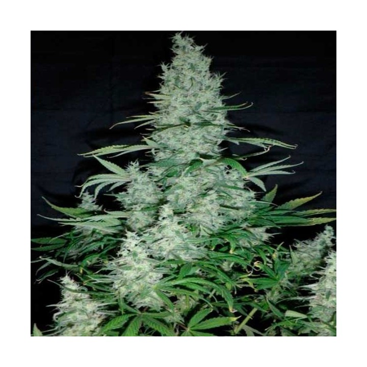 K13 Haze Feminizada de Philosopher Seeds