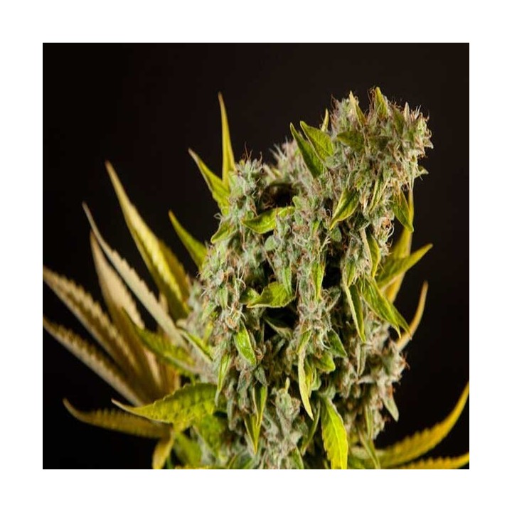 Naranchup Feminizada de Philosopher Seeds