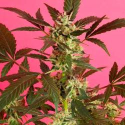 Sugarpop Feminizada de Philosopher Seeds