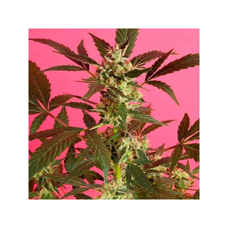 Sugarpop Feminizada de Philosopher Seeds