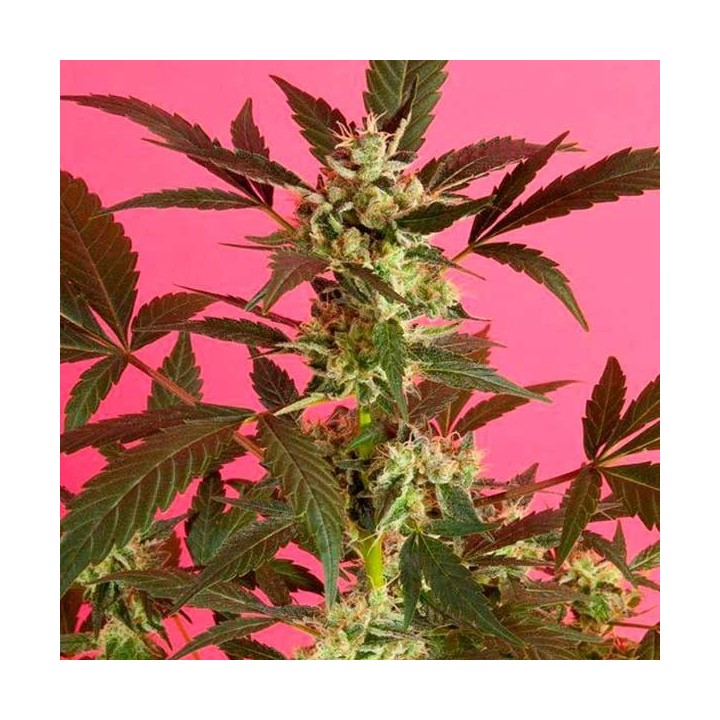 Sugarpop Feminizada de Philosopher Seeds
