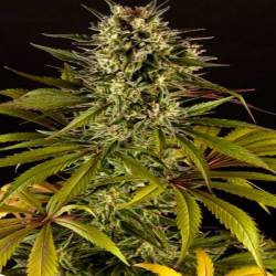 Spicy CBD Feminizada de Philosopher Seeds