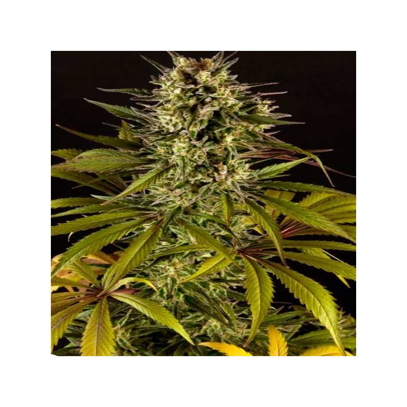 Spicy CBD Feminizada de Philosopher Seeds