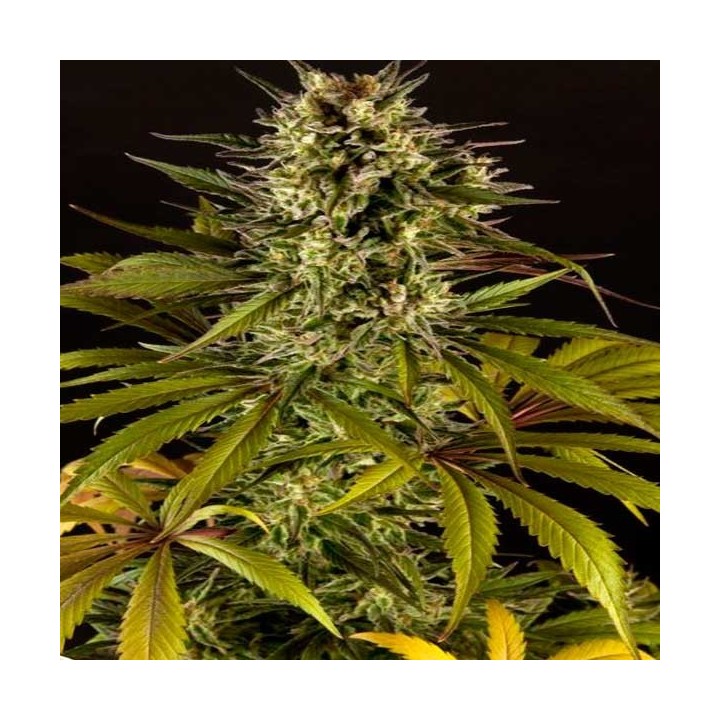 Spicy CBD Feminizada de Philosopher Seeds
