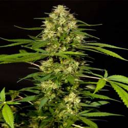 Sweetlove Feminizada de Philosopher Seeds