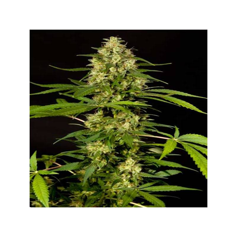 Sweetlove Feminizada de Philosopher Seeds