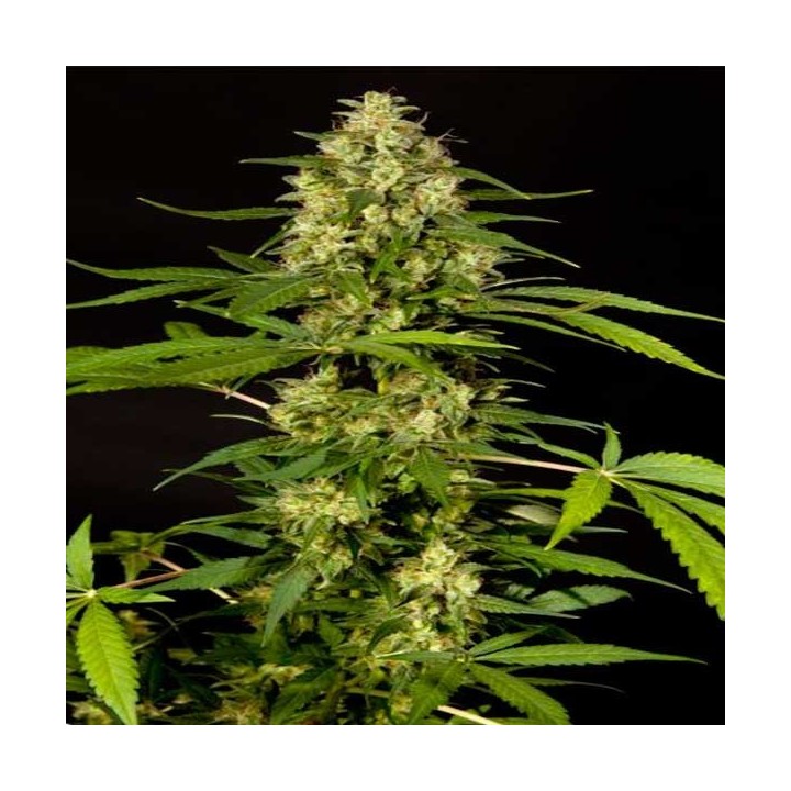 Sweetlove Feminizada de Philosopher Seeds